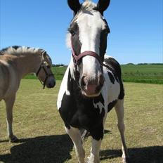Anden særlig race Dolcé