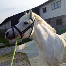Anden særlig race Cloe :'( Min engel! R.I.P