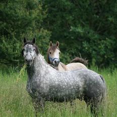 Lipizzaner Louis Vuitton (solgt)