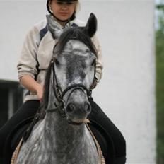 Lipizzaner Louis Vuitton (solgt)