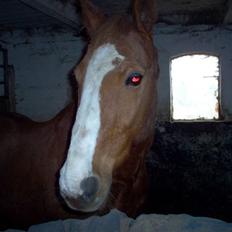 Anden særlig race robin (SOLGT)