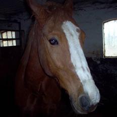 Anden særlig race robin (SOLGT)