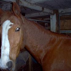 Anden særlig race robin (SOLGT)
