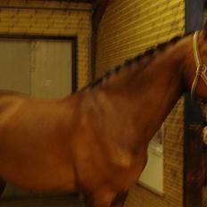 Dansk Varmblod Lavendel (Mouse)