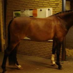 Dansk Varmblod Lavendel (Mouse)