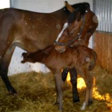 Dansk Varmblod Lavendel (Mouse)