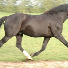 Anden særlig race Diego 