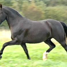 Anden særlig race Diego 