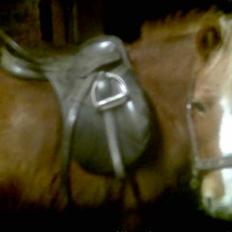 Anden særlig race Blis *Sov godt min pige*