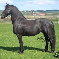 Frieser Gaia Hvalløs