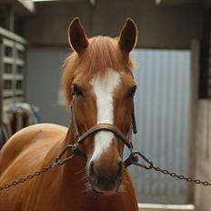 Anden særlig race Bellami - min søsters nu