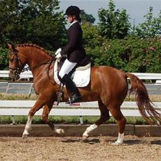 Anden særlig race Bellami - min søsters nu