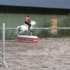 Welsh Pony (sec B) caramba R.I.P