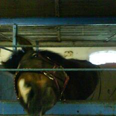 New Forest Jonie Skat<3! 