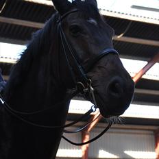 Dansk Varmblod Enormous Amadæus