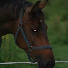 Anden særlig race Kildegårdens Mirage SOLGT (himmelhest :-()