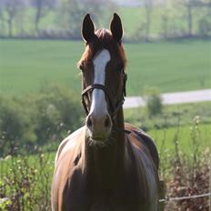 Dansk Varmblod Tjørnelys Catalina