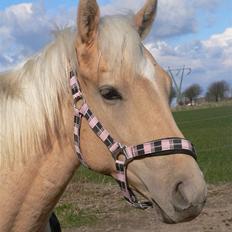 Quarter Tes Twinkie Winkie