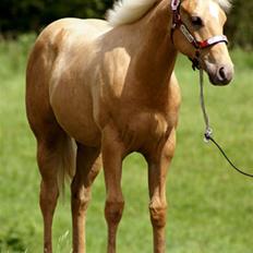 Quarter Tes Twinkie Winkie