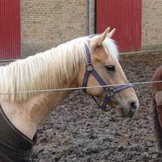 Quarter Tes Twinkie Winkie