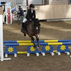 New Forest Stella Nova