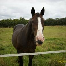 Anden særlig race Dana ( R.I.P. )