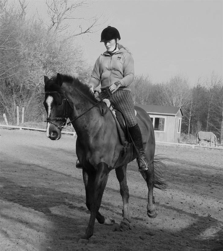 Fuldblod (XX) Mr. Fleming billede 4