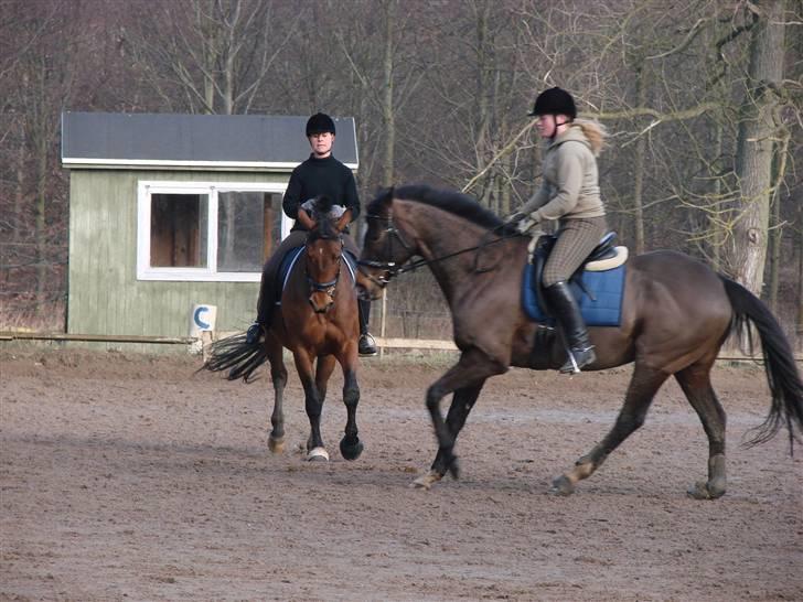 Fuldblod (XX) Mr. Fleming billede 5