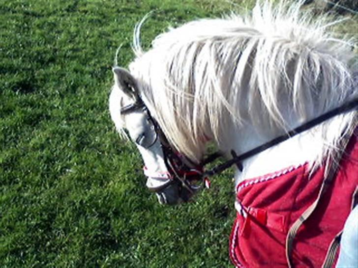 Anden særlig race donna<3 billede 1