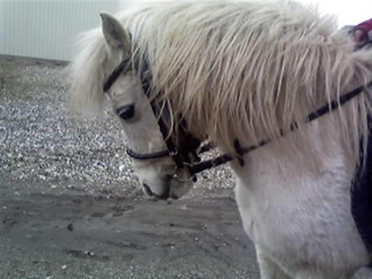 Anden særlig race donna<3 billede 5