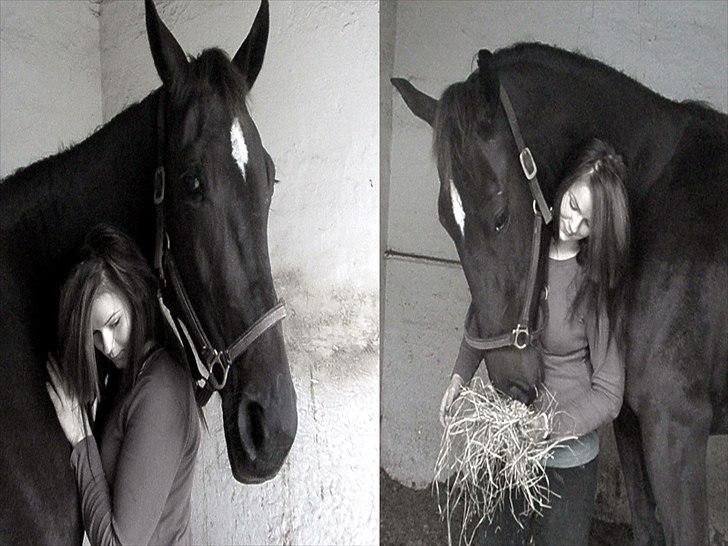 Traver precious pride - jeg elsker dig drømmehest<3 billede 1