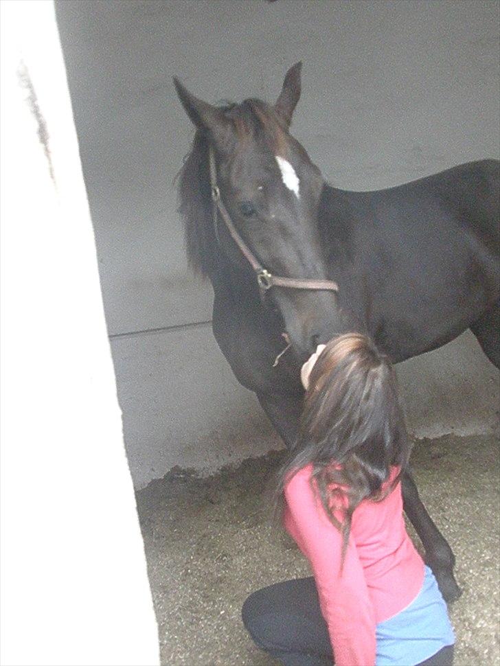 Traver precious pride - i love you my dream billede 2