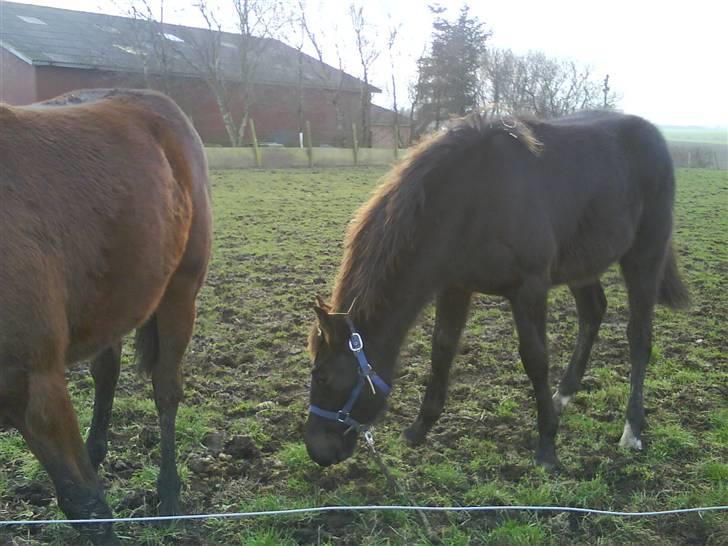 Traver precious pride billede 3