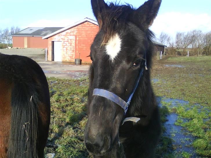 Traver precious pride billede 4