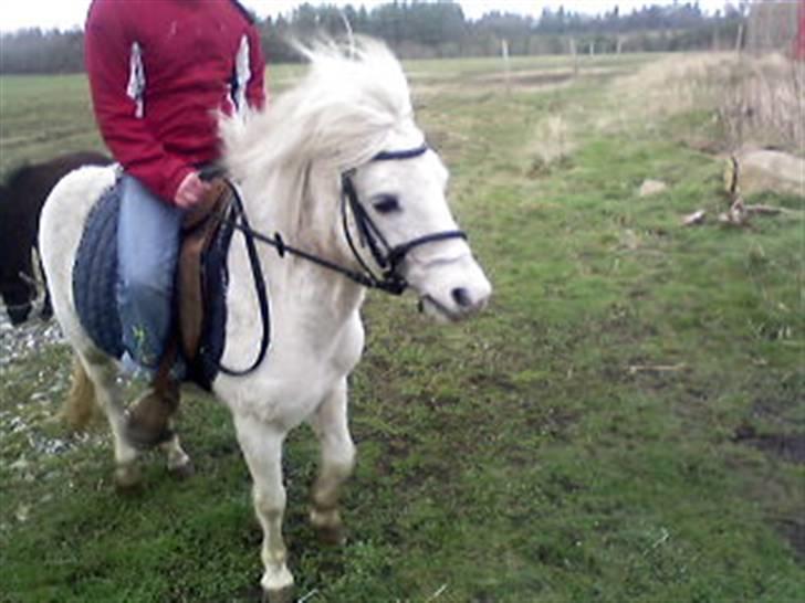 Anden særlig race donna<3 billede 7