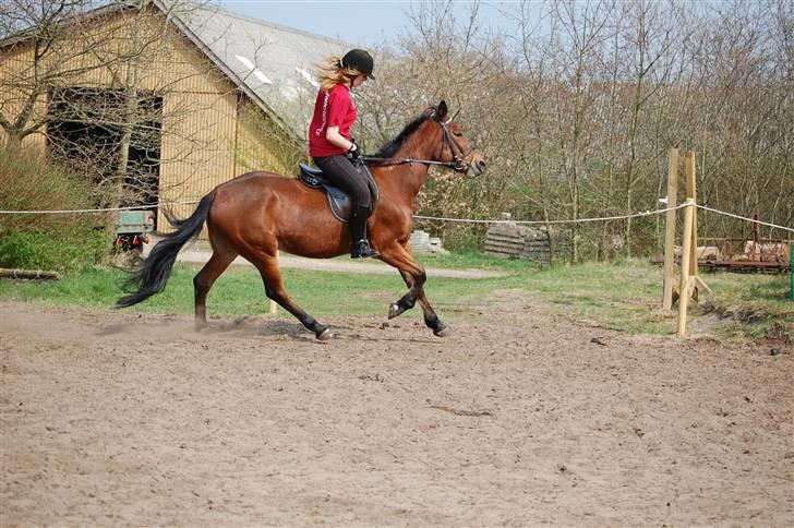 Traver Hera Waltz (SOLGT) - lidt galop igen billede 8