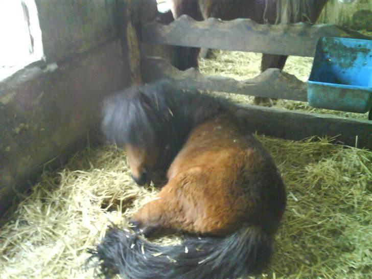 Shetlænder Spivrit (Solgt) billede 12