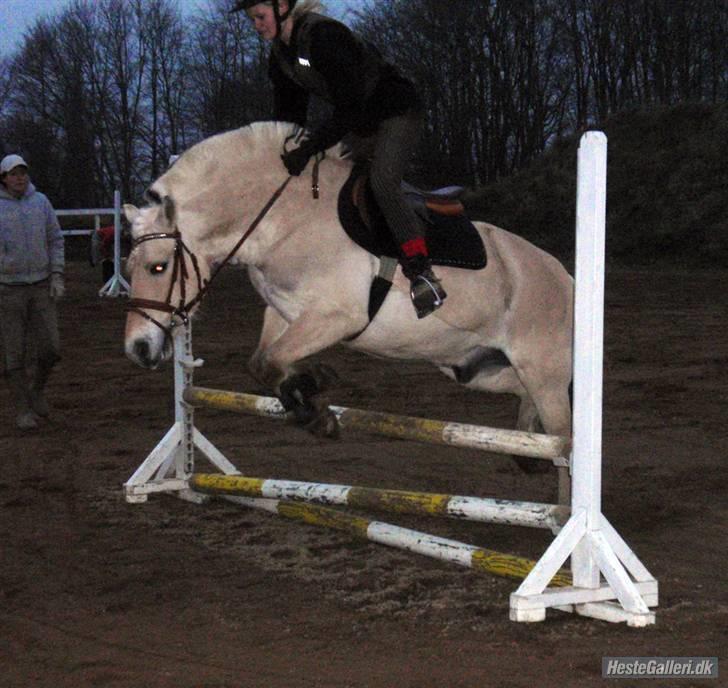 Fjordhest GasMads "solgt og savnet" - min bedste spring dag ever kunne bare ikke gå bedre han var bare en engel billede 7