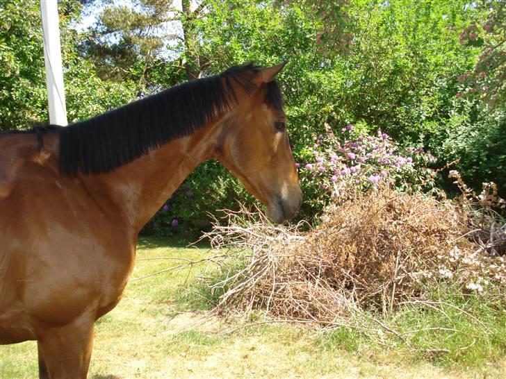 Anden særlig race Bruno, savner dig :'( <3 - Savner dig så ufattelig meget :´( billede 2