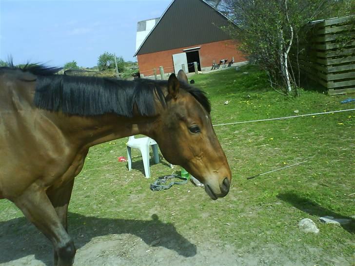 Anden særlig race Bruno, savner dig :'( <3 - Finder aldrig en hest som dig igen :´( billede 3