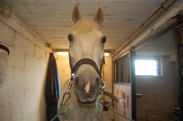 Anden særlig race Lucky Silver Star - "uuuuhhhh hvad er det der?" hehe billede 5