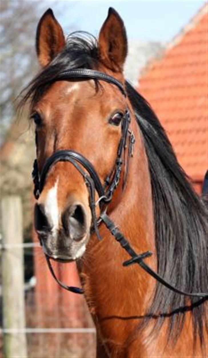 Anden særlig race Poseidon (solgt 11.3-08) billede 1
