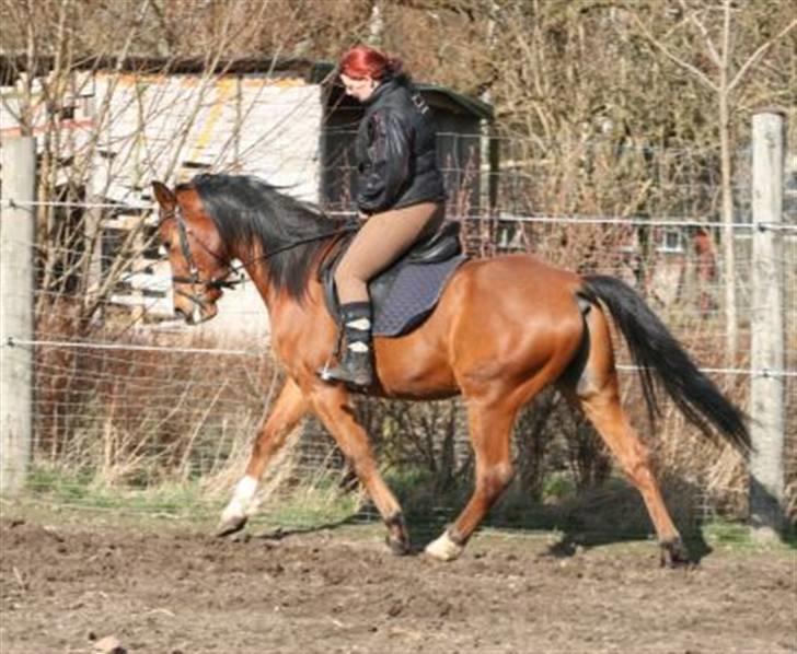 Anden særlig race Poseidon (solgt 11.3-08) billede 3