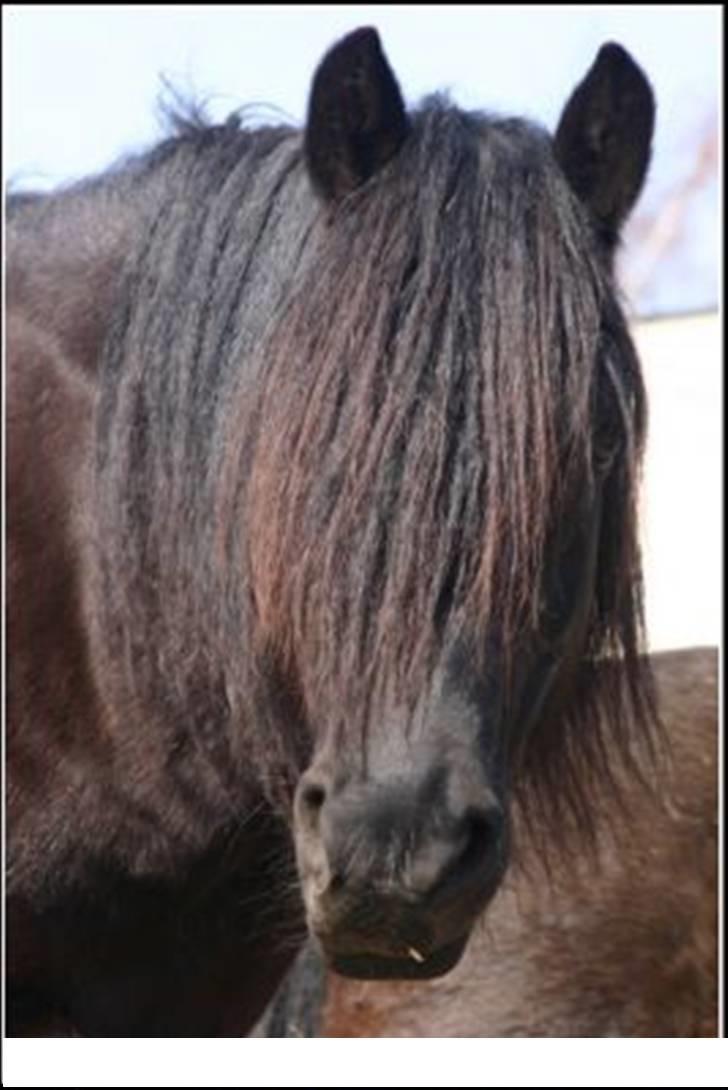 Nordsvensk Skovhest tage billede 10