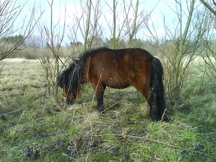 Shetlænder Spivrit (Solgt) billede 13