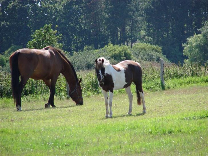 Pinto Athena  - Helgenæs uge 31 2010 - Athena og hendes meget store ven Felukka på 184 :) billede 20