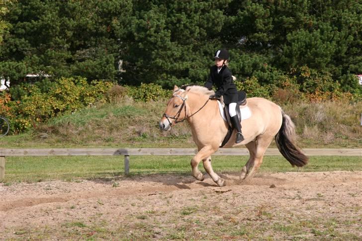 Fjordhest Rex Halsnæs - Rex i galop til pokalstævne 4. oktober, han er bare den bedste ! <33 billede 1