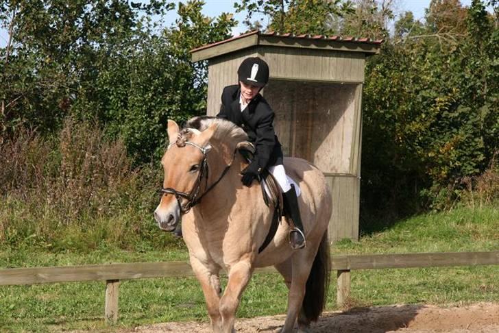 Fjordhest Rex Halsnæs - Elsker dig Rex ! <33! billede 2