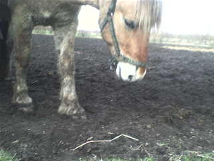 Fjordhest Rex Halsnæs - Rex: Skal jeg mon rulle mig her? billede 3