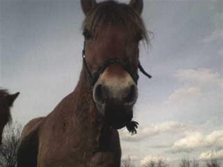 Fjordhest Rex Halsnæs - Taget nede fra jorden. billede 5